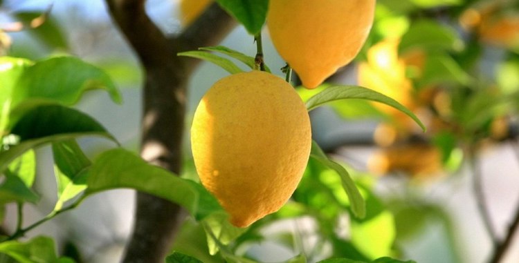 Как растет лимон